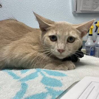 Marmalade -  Domestic Short Hair Cat for Adoption in Riverside, California - Marmalade | PetCurious