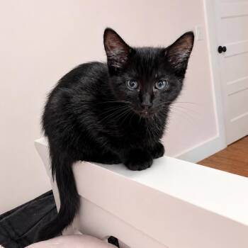 Alivia -  Domestic Short Hair Cat for Adoption in Hopkinton, Massachusetts - Alivia | PetCurious