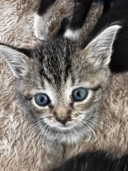 Nate -  Domestic Short Hair and Tabby Cat for Adoption in Greensboro, North Carolina - Nate | PetCurious