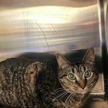 Trix -  Domestic Short Hair Cat for Adoption in Knoxville, Tennessee - Trix | PetCurious