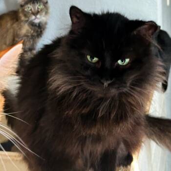 Rescue Domestic Long Hair Cats for Adoption in Nampa, Idaho - Maya | PetCurious