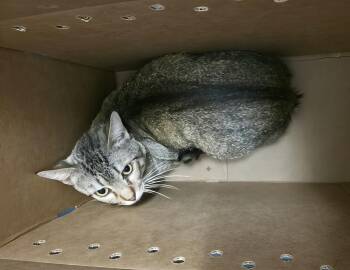A453968 -  Domestic Short Hair Cat for Adoption in Nashville, Tennessee - A453968 | PetCurious