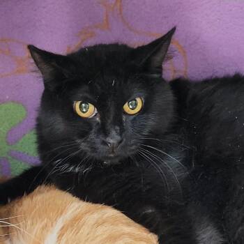 Binx -  Domestic Short Hair Cat for Adoption in Las Vegas, Nevada - Binx | PetCurious