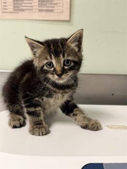 MARTIN* -  Domestic Short Hair Cat for Adoption in Santa Cruz, California - MARTIN* | PetCurious