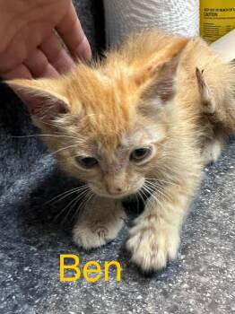Ben -  Domestic Short Hair Cat for Adoption in Dyersburg, Tennessee - Ben | PetCurious