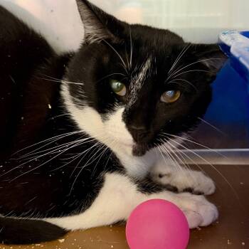 Jabarkus -  Domestic Short Hair Cat for Adoption in Oakland, California - Jabarkus | PetCurious