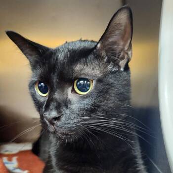 Gizmos -  Domestic Short Hair Cat for Adoption in Providence, Rhode Island - Gizmos | PetCurious