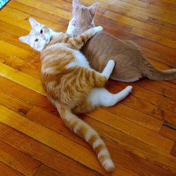 Orange Pellegrino -  Domestic Short Hair Cat for Adoption in Durham, North Carolina - Orange Pellegrino | PetCurious