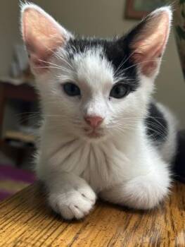 PATCHES -  Domestic Short Hair Cat for Adoption in Charlotte, North Carolina - PATCHES | PetCurious