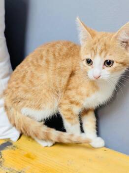 Jovie -  Domestic Short Hair Cat for Adoption in Valley Park, Oklahoma - Jovie | PetCurious