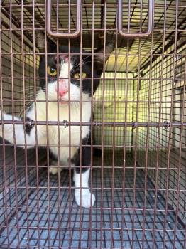Smough -  Domestic Short Hair Cat for Adoption in New Braunfels, Texas - Smough | PetCurious