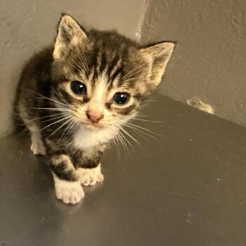 Domestic Short Hair Cats Available for Adoption in Tuscaloosa, Alabama - TUSC-Stray-84373_2_3 | PetCurious