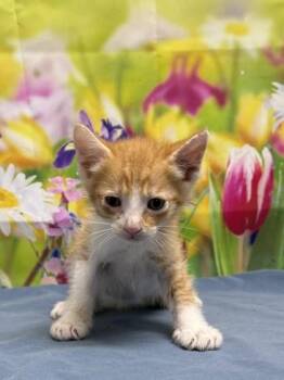 Domestic Short Hair Cats Available for Adoption in San Antonio, Texas - Frog | PetCurious