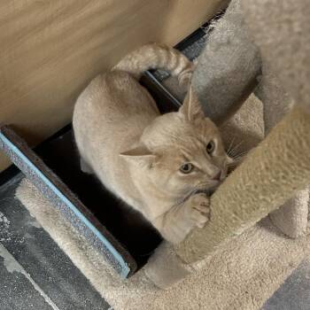 Sam -  Domestic Short Hair Cat for Adoption in Hemet, California - Sam | PetCurious