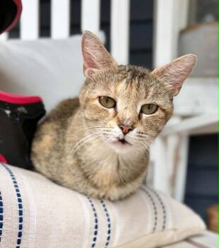 Domestic Short Hair Cats Available for Adoption in Wheaton, Illinois - Story | PetCurious