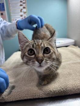 Giselle -  Domestic Short Hair Cat for Adoption in Sherwood, Oregon - Giselle | PetCurious