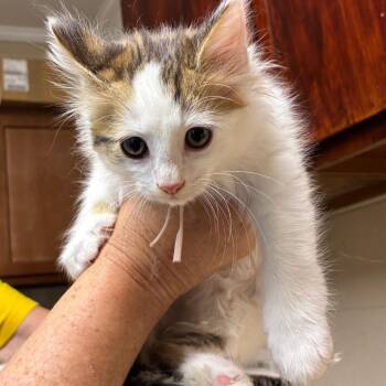 Professor -  American Shorthair Cat for Adoption - Professor | PetCurious