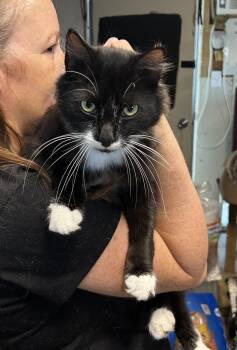 Rescue Tuxedo Cats for Adoption in Bridgeton, North Carolina - Rylan | PetCurious