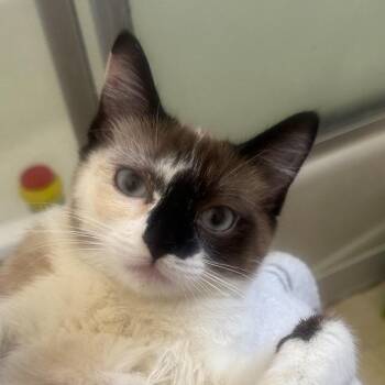 Siamese Cats Available for Adoption - Shirley | PetCurious