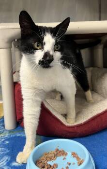 Domestic Short Hair and Tuxedo Cats Available for Adoption in Mendham, New Jersey - Dot | PetCurious