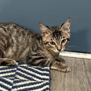 Lite Brite -  Domestic Short Hair Cat for Adoption in Port Neches, Texas - Lite Brite | PetCurious