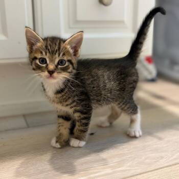 Heath -  Domestic Short Hair Cat Available for Adoption in Tustin, California - Heath | PetCurious