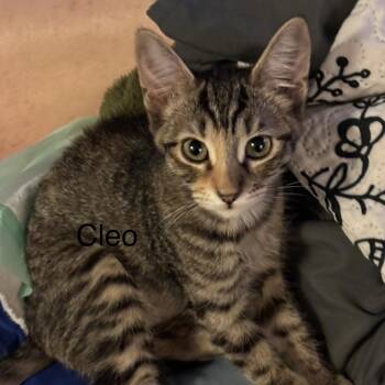 Cleo M. -  Tabby Cat for Adoption in Sacramento, California - Cleo M. | PetCurious