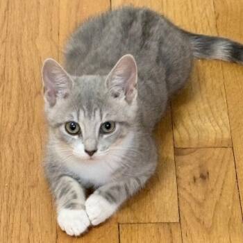 Tiger -  Tabby and Russian Blue Cat Available for Adoption in UNIVERSITY PA, Maryland - Tiger | PetCurious