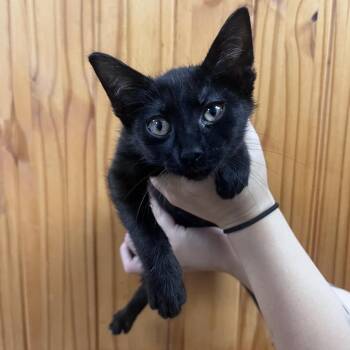 Rey -  Domestic Short Hair Cat for Adoption in Waco, Texas - Rey | PetCurious