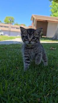Domestic Short Hair Cats Available for Adoption in Ontario, California - TIGER - IN FOSTER | PetCurious