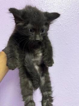 Norbit* -  Domestic Medium Hair Cat Available for Adoption in El Paso, Texas - Norbit* | PetCurious