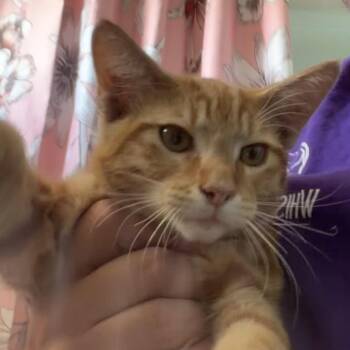 Franklin -  Domestic Short Hair Cat for Adoption in Midland, Texas - Franklin | PetCurious