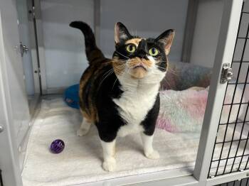 Domestic Short Hair Cats Available for Adoption in Raleigh, North Carolina - Marbles | PetCurious