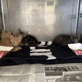Cumin -  Domestic Short Hair Cat for Adoption in Long Beach, California - Cumin | PetCurious