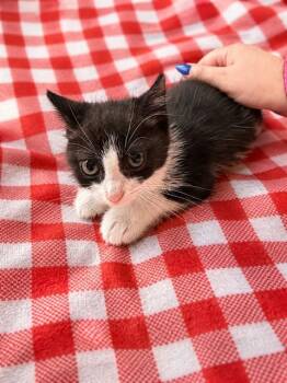 ELEANOR ROOSEVELT -  Domestic Short Hair Cat for Adoption in Charlotte, North Carolina - ELEANOR ROOSEVELT | PetCurious
