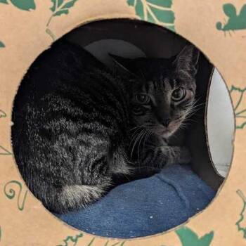 Mohawk -  Domestic Short Hair Cat for Adoption in Dayton, Ohio - Mohawk | PetCurious