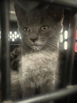 Aqua -  Domestic Short Hair Cat for Adoption in West Chester, Pennsylvania - Aqua | PetCurious