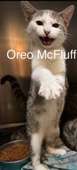 Oreo McFluff -  Domestic Short Hair Cat for Adoption in Waverly, Tennessee - Oreo McFluff | PetCurious