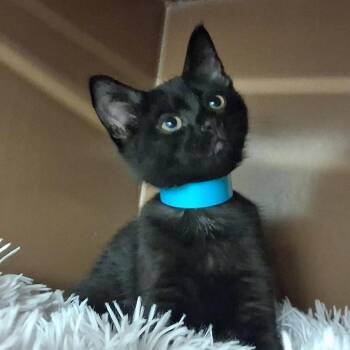 Apollo -  Domestic Short Hair Cat for Adoption in Middlebury, Vermont - Apollo | PetCurious