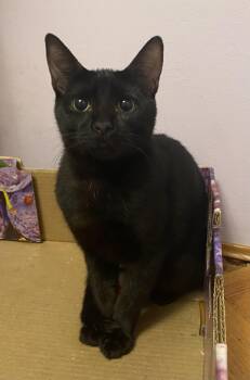 Rescue Domestic Short Hair Cats for Adoption in Burnaby, British Columbia - Finley | PetCurious