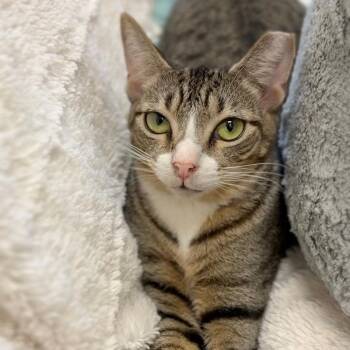 Locust & Mantis -  Domestic Short Hair Cat for Adoption in Miami Beach, Florida - Locust & Mantis | PetCurious