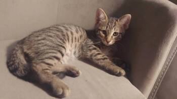 Leslie -  Domestic Medium Hair Cat for Adoption in Lorain, Ohio - Leslie | PetCurious