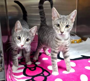 Anie & Ahsoka -  Domestic Short Hair Cat for Adoption in Jacksonville, Florida - Anie & Ahsoka | PetCurious
