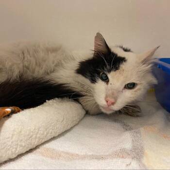 Dinkie -  Domestic Medium Hair Cat for Adoption in Tucson, Arizona - Dinkie | PetCurious