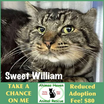 Rescue Domestic Short Hair Cats for Adoption in Winchendon, Massachusetts - Sweet William | PetCurious