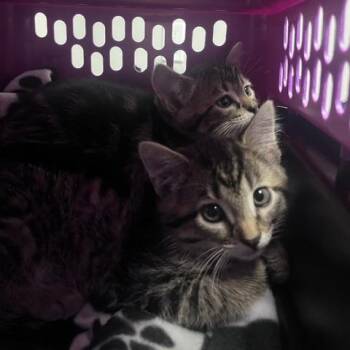 Oshkosh -  Domestic Medium Hair Cat for Adoption in St. Louis, Missouri - Oshkosh | PetCurious