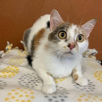 Sugar -  Domestic Short Hair Cat Available for Adoption in Rochester, Minnesota - Sugar | PetCurious