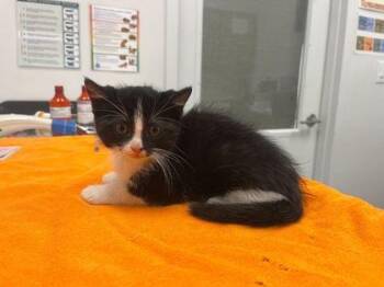 That One French Mouse -  Domestic Short Hair Cat for Adoption in Kansas City, Missouri - That One French Mouse | PetCurious