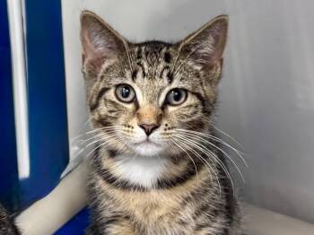 Chipotle -  Tabby Cat for Adoption in Powell, Ohio - Chipotle | PetCurious