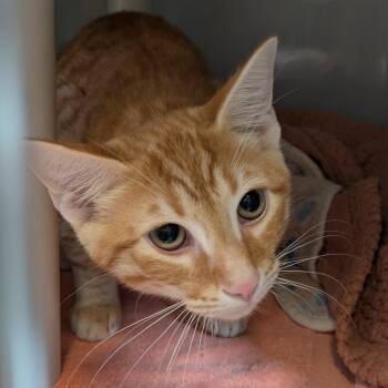 Kitty Krueger -  Domestic Short Hair Cat for Adoption in Chicago, Illinois - Kitty Krueger | PetCurious